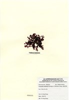 藏品(硬盾果藻)的圖片